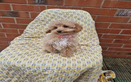 Cockapoo dogs for sale: F1BB Apricot Cockapoo Puppies. - Image 5