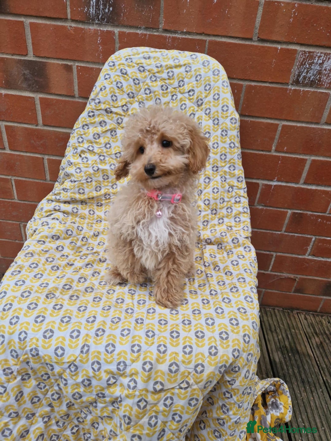 Cockapoo dogs for sale: F1BB Apricot Cockapoo Puppies. - Image 5