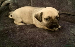 Mixed Breed dogs for sale: Beautiful Frenchie cross dachshund puppies   - Image 12