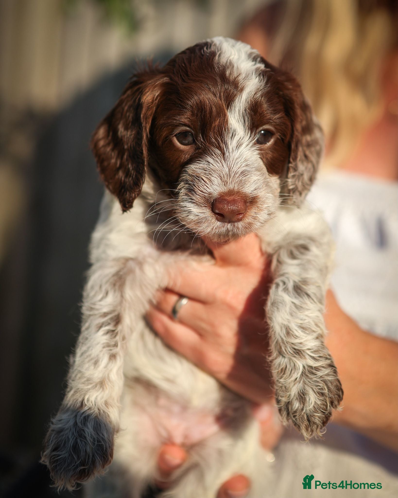 Cockapoo dogs Last little girl Cockapoo puppy for sale - Advert 13