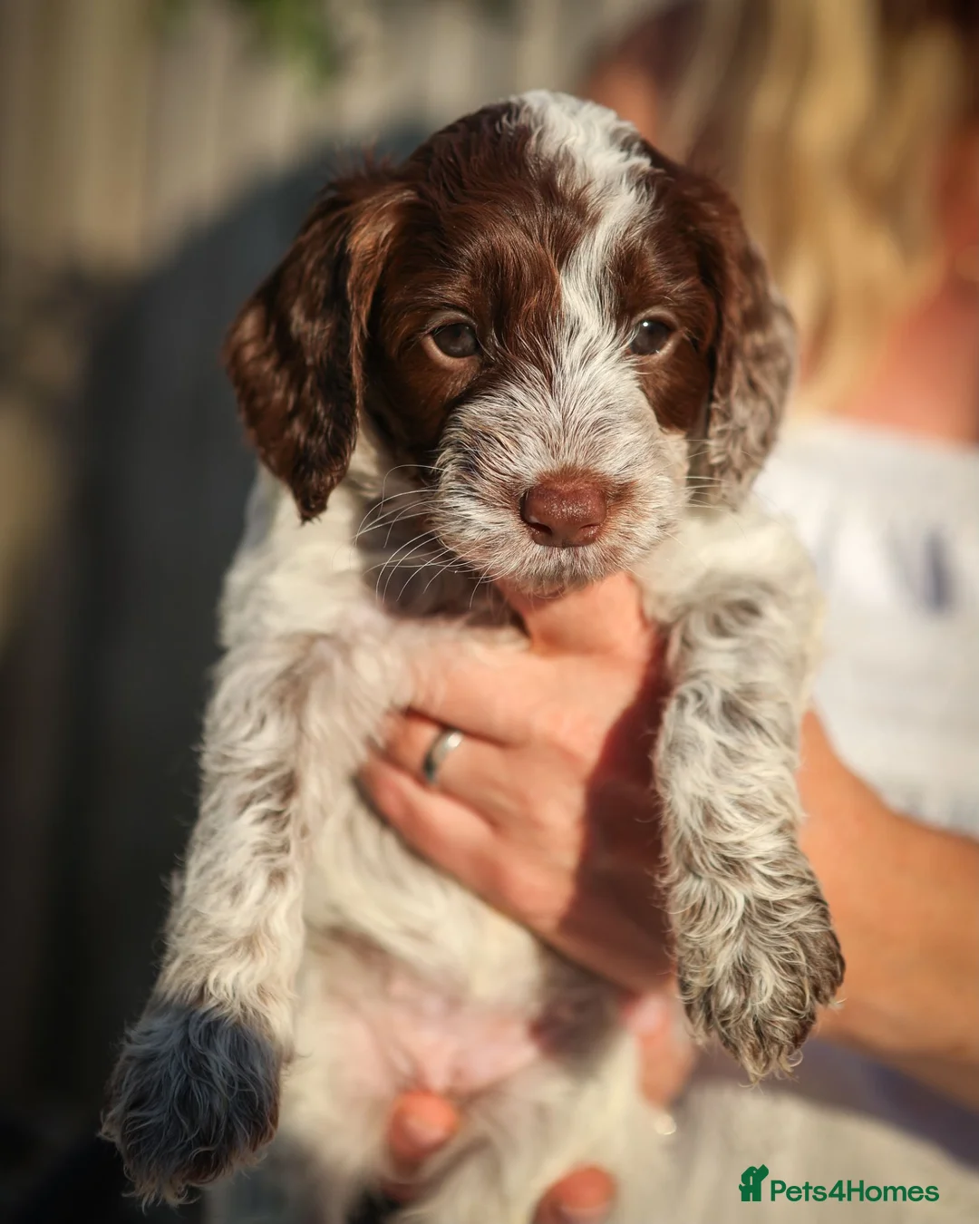 Cockapoo dogs for sale: Last little girl Cockapoo puppy for sale - Advert 1