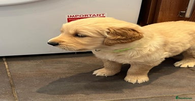 Golden Retriever dogs - Advert 6