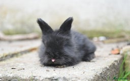 Angora rabbits for sale: French Imported Pedigree English Angoras - Image 19