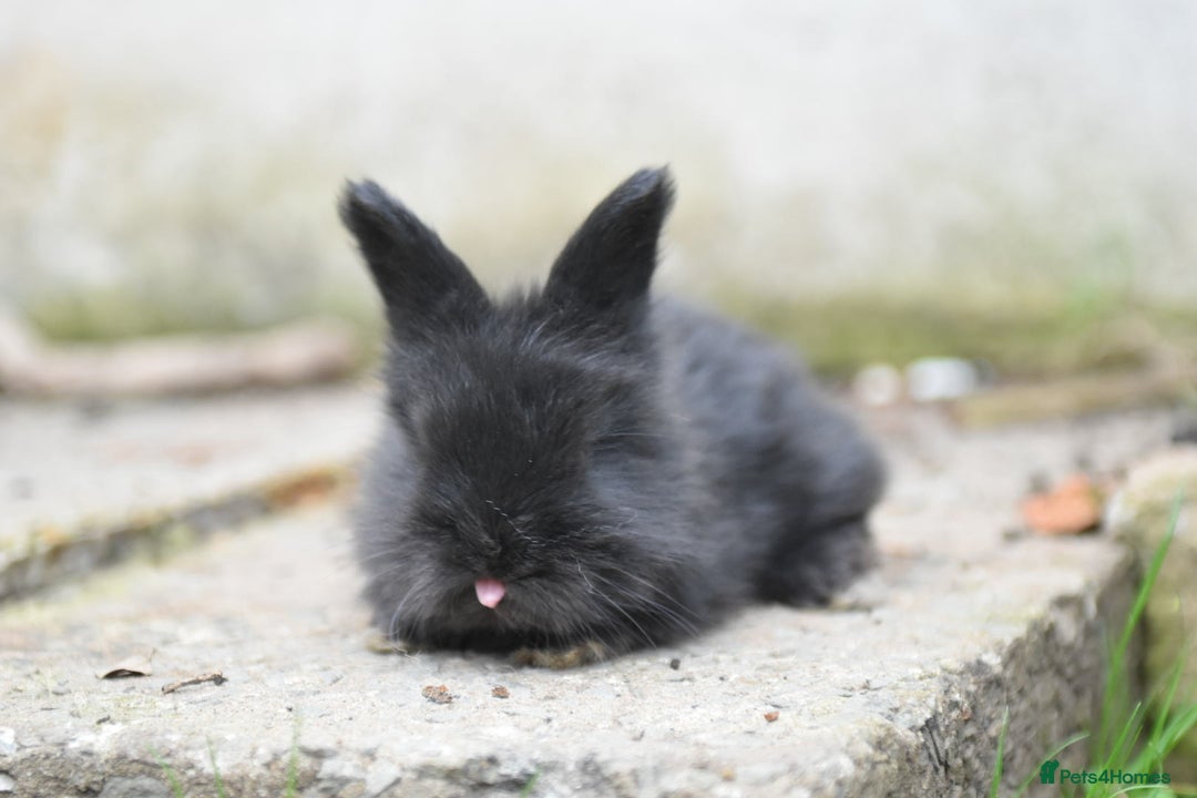 Angora rabbits for sale: French Imported Pedigree English Angoras - Image 19