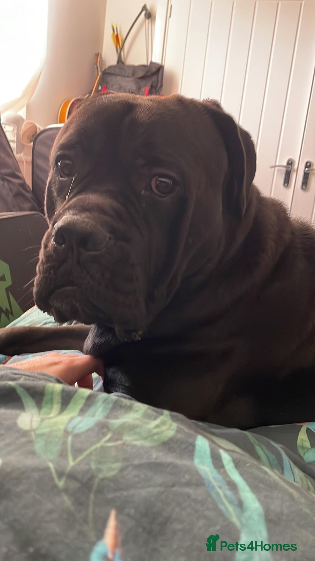 Cane Corso dogs for sale: 2 year old Cane Corso - Image 3