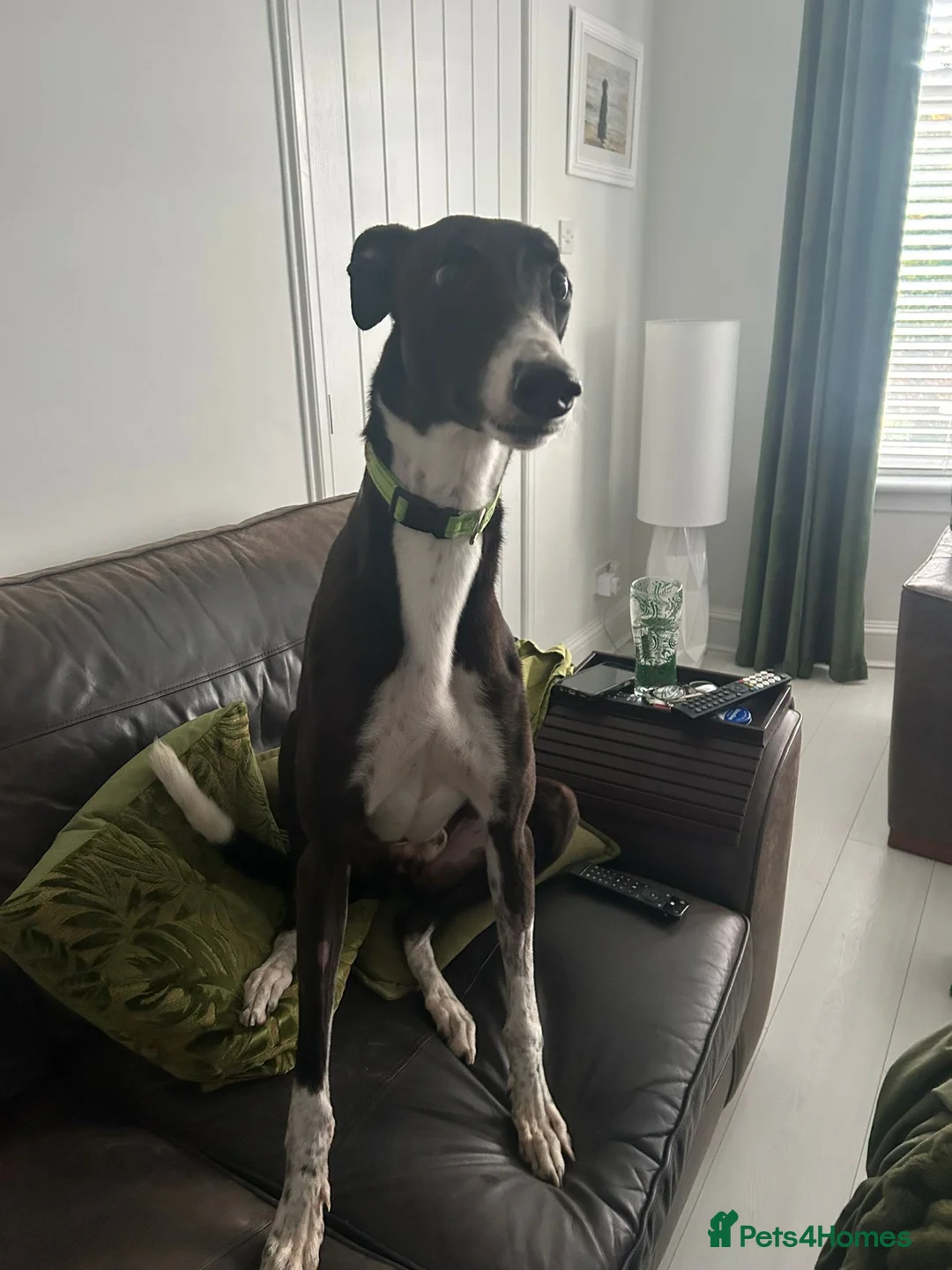 Greyhound dogs for adoption: ***FERN RESCUE* GREYHOUND FOR ADOPTION*** in Glasgow - Advert 2
