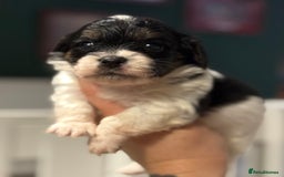 Mixed Breed dogs for sale: Beautiful CavaJacks 🖤 - Image 3