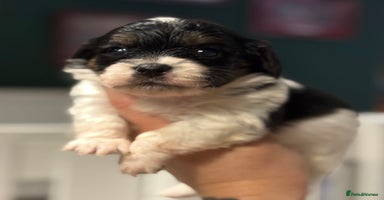 Mixed Breed dogs - Advert 1