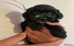 Mixed Breed dogs for sale: Cockapoo x Maltese (Maltipoo) - Image 5