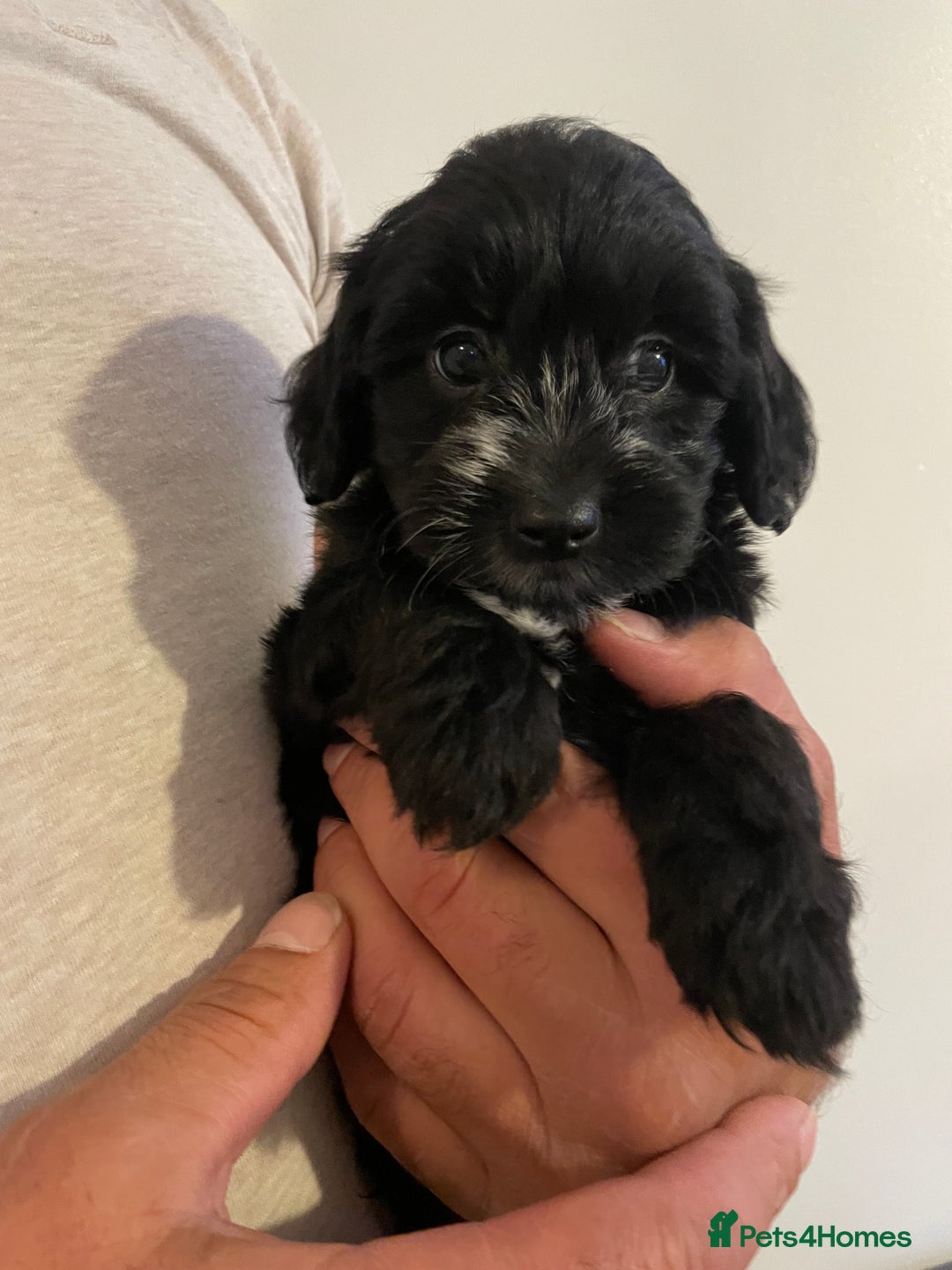 Mixed Breed dogs for sale: Cockapoo x Maltese (Maltipoo) - Image 5