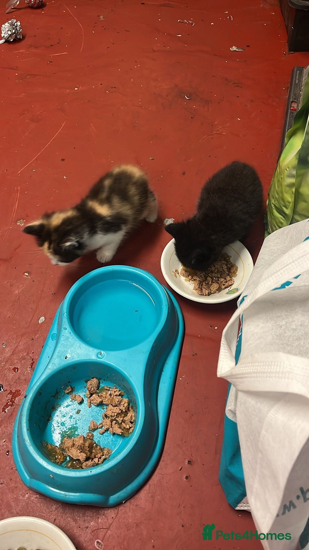 Mixed Breed cats for sale: 3 beautiful kittens - Image 7