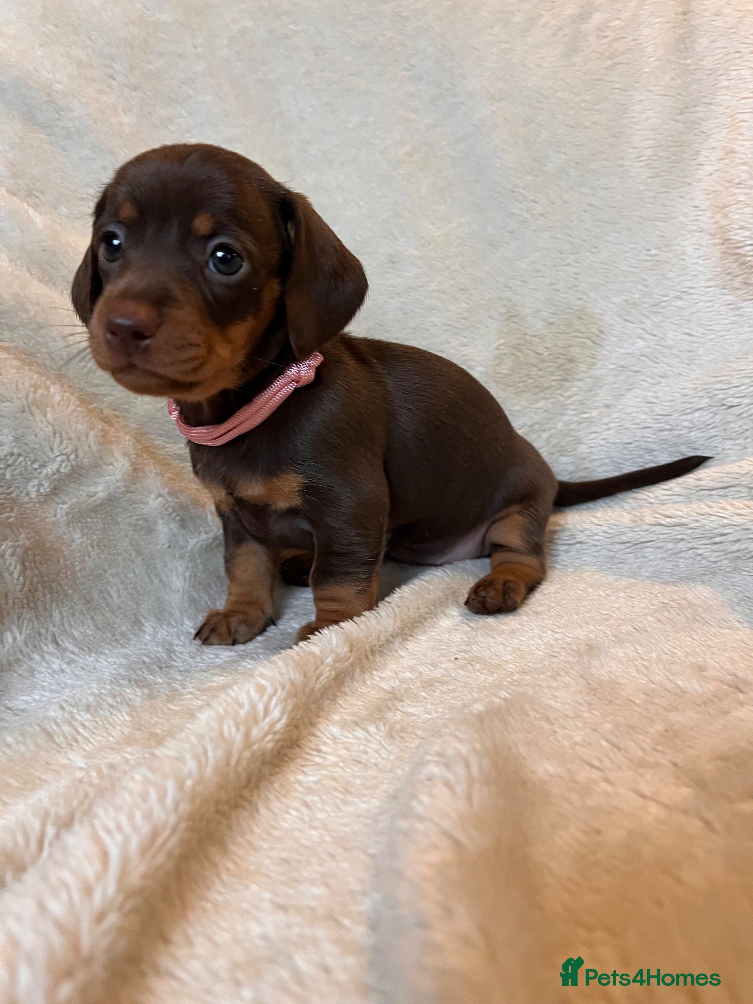 Miniature Dachshund dogs  🍫 Beautiful Chocolate & Tan Mini Dachshunds  - Advert 2