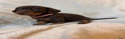 Miniature Dachshund dogs for sale:  🍫 Beautiful Chocolate & Tan Mini Dachshunds  - Advert 2