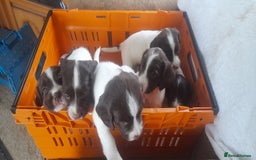 English Springer Spaniel dogs for sale: Beautiful Litter of English Springer Spaniels  - Image 9