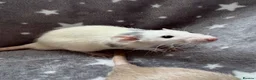 Rat rodents for sale: Baby Dumbo Rats Fancy Rats Male  - Advert 8