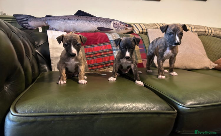 Whippet dogs - Advert 7
