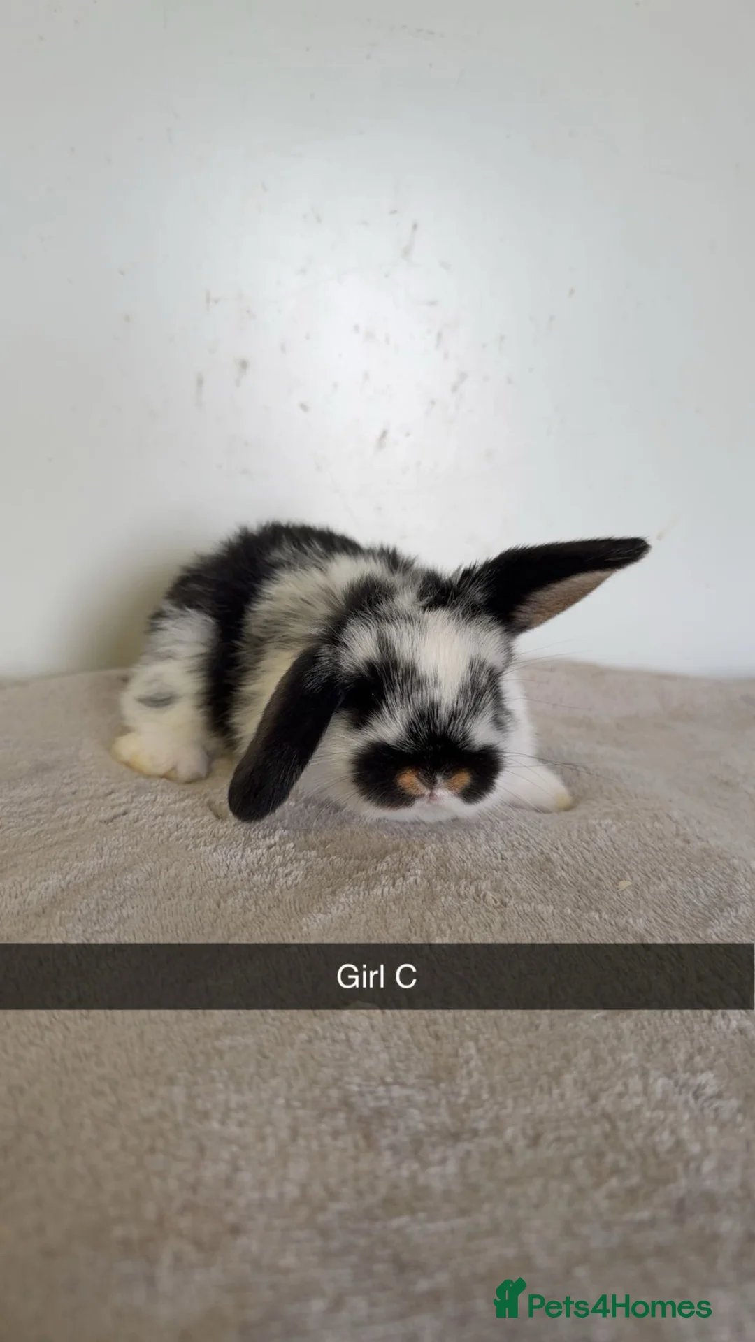 Mini Lop rabbits for sale: Pure mini lop rabbits  - Advert 2