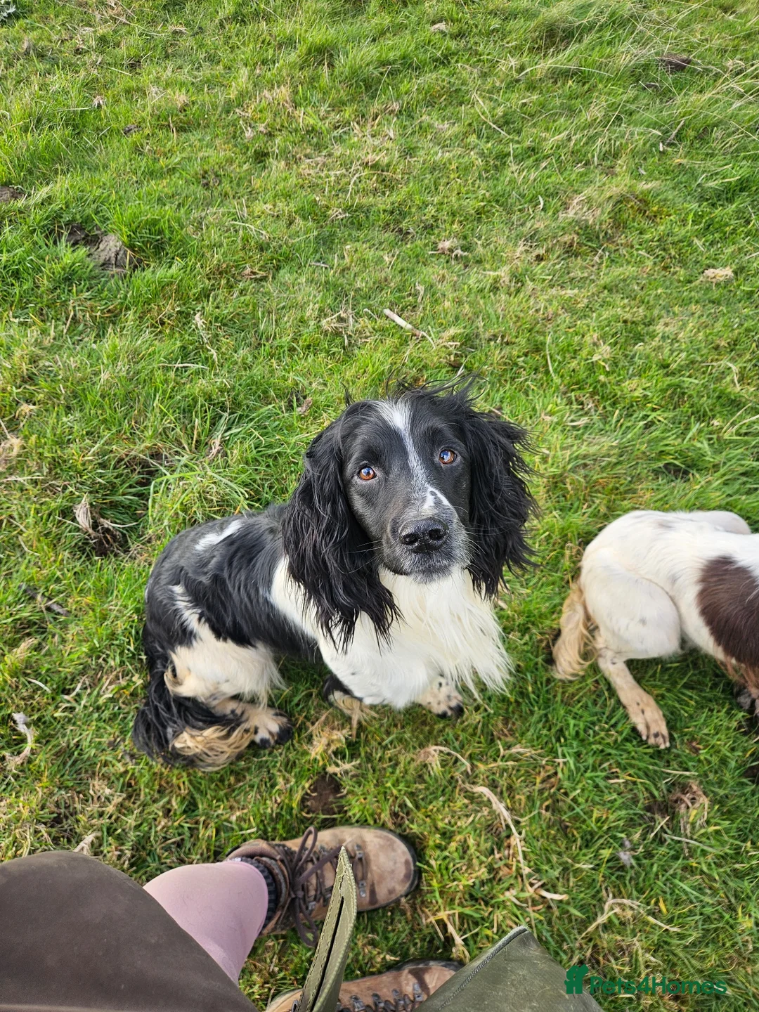 English Springer Spaniel dogs for stud: Springer spaniel for stud  - Advert 2