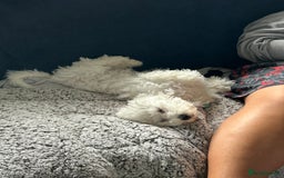 Bichon Frise dogs for sale: Gorgeous 17week old Bichon Frise - Image 2