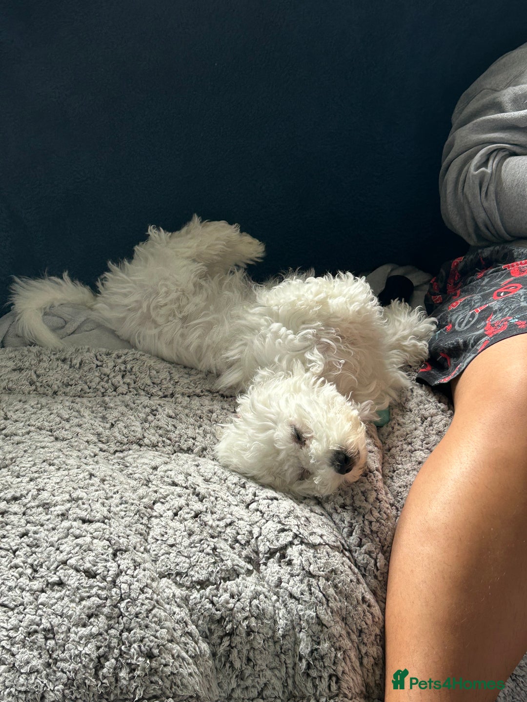 Bichon Frise dogs for sale: Gorgeous 17week old Bichon Frise - Image 2