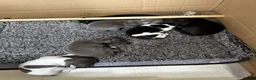 Italian Greyhound dogs for sale: Beautiful Italian greyhounds - Advert 10