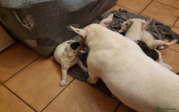 Bull Terrier dogs for sale: Bullterrier pups  - Image 4