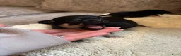 Chihuahua dogs for sale: Chihuahua puppy’s  - Advert 10