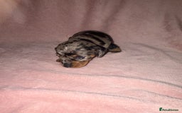 Dachshund dogs for sale: Female Merle and Female Black & Tan Dachshund  - Image 9