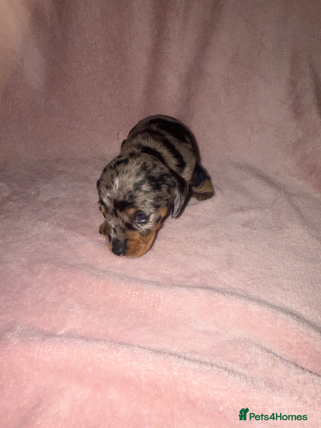 Dachshund dogs for sale: Female Merle and Female Black & Tan Dachshund  - Image 9