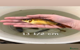 Other/Mixed Breed fish for sale: 7 outside fish  - Image 8