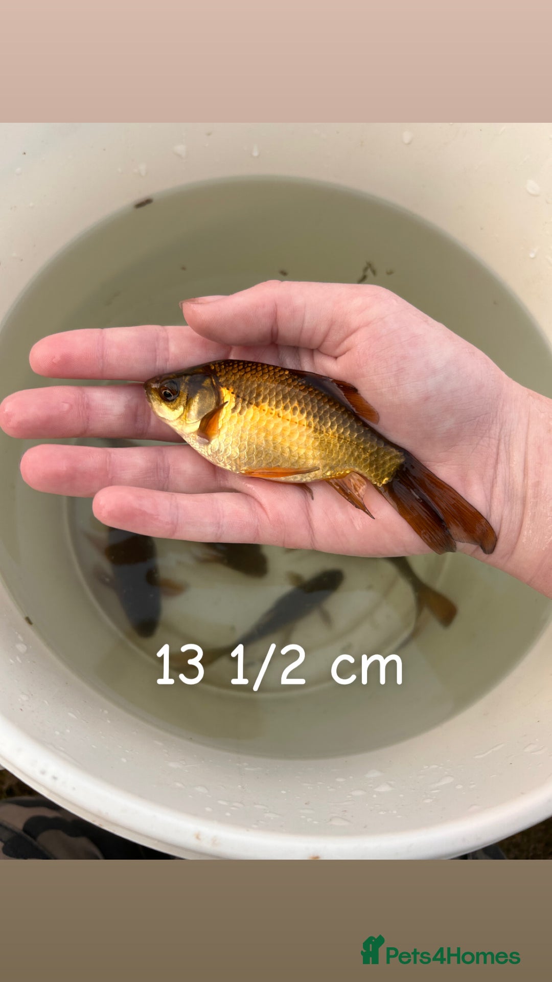 Other/Mixed Breed fish for sale: 7 outside fish  - Image 8