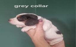 Cocker Spaniel dogs for sale: Beautiful cocker spaniel puppies - Image 5