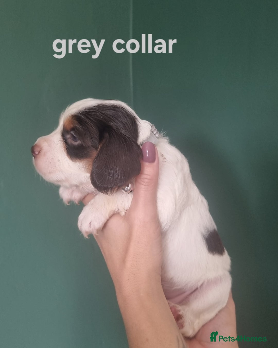 Cocker Spaniel dogs for sale: Beautiful cocker spaniel puppies - Image 5