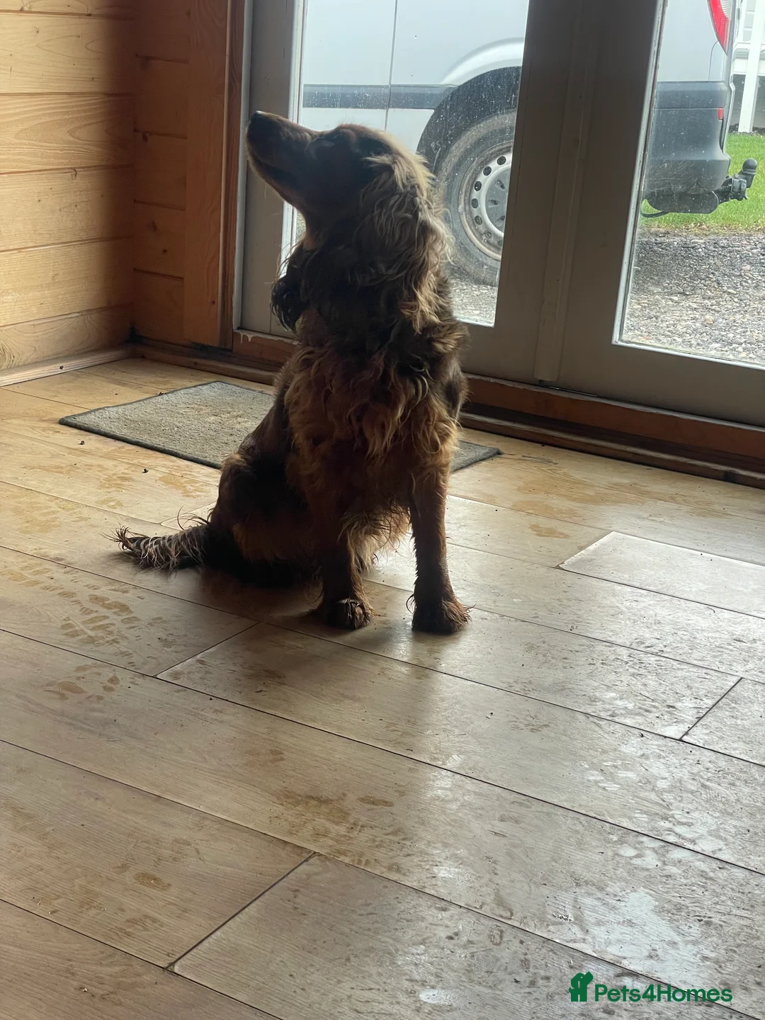 Cocker Spaniel dogs for sale: Beautiful show cocker girl  - Advert 3