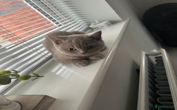 British Shorthair cats for sale: 14 Week Old Male British Shorthair - Image 3