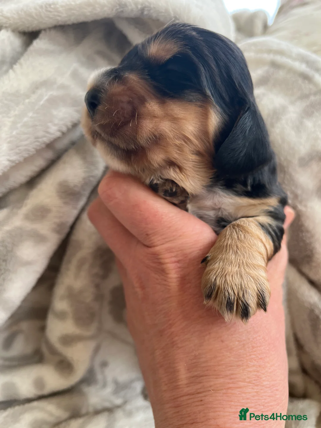 Cocker Spaniel dogs for stud: KC Superb example Classic SHOW Cocker Stud in Ruthin - Advert 18