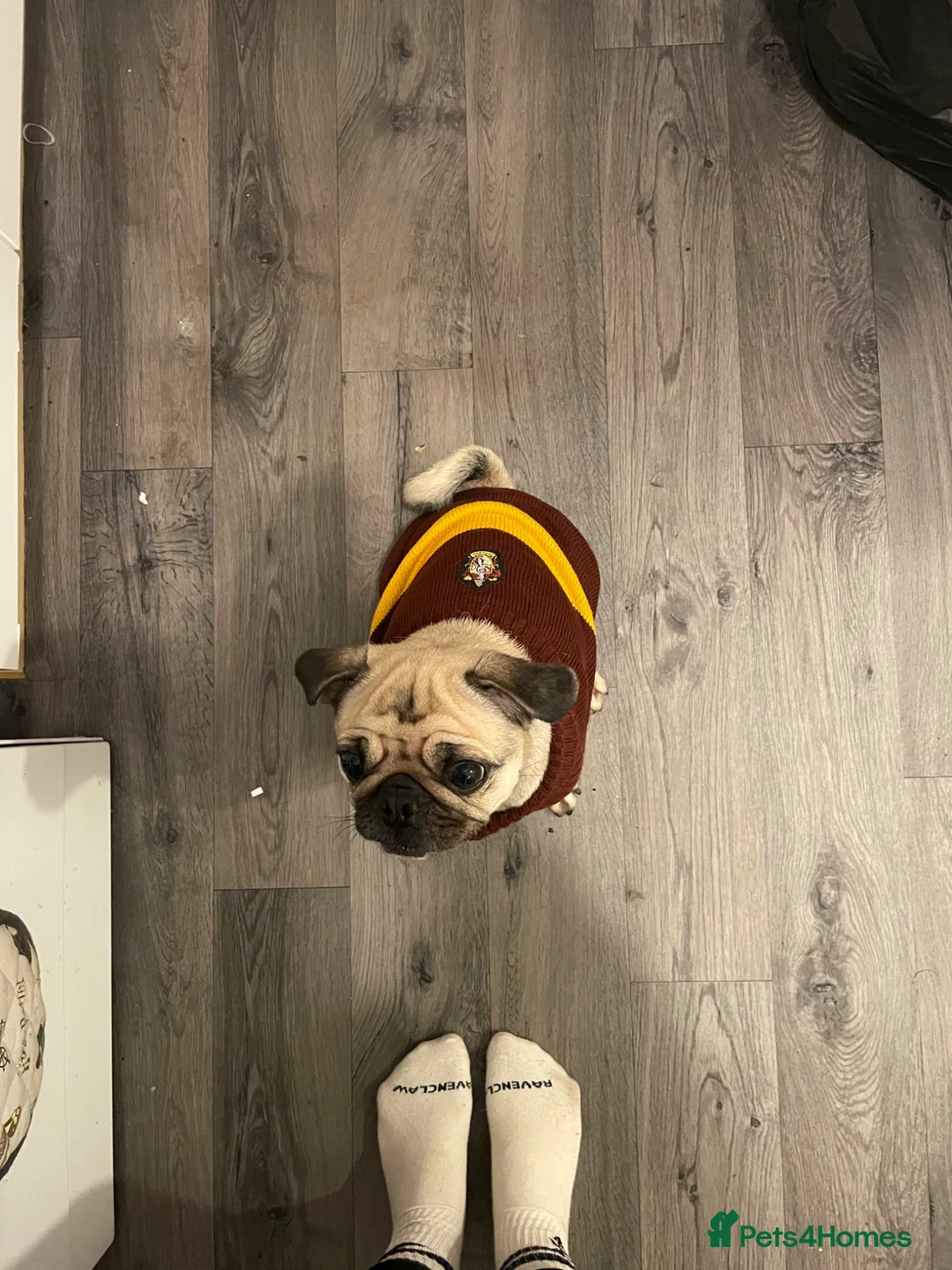 Pug dogs for sale: Luna  - Advert 3