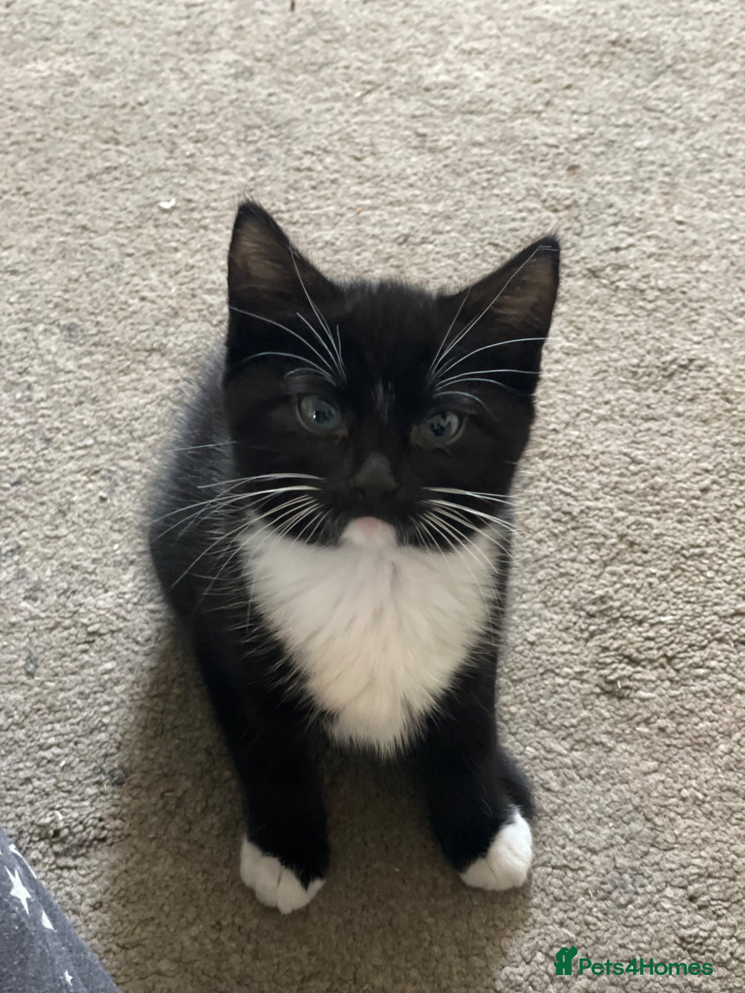 Mixed Breed cats 6 Adorable Kittens ready for loving homes! - Advert 6