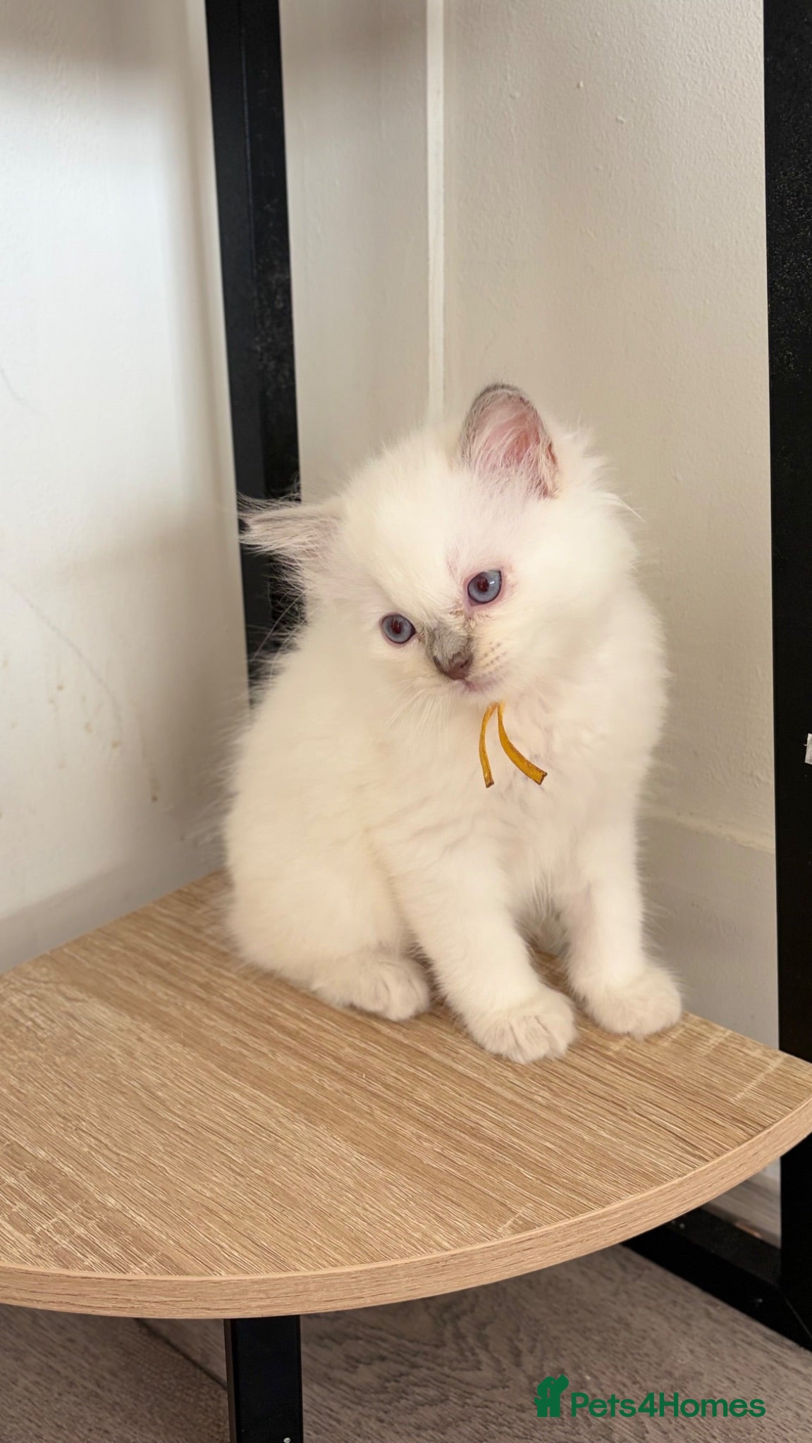 Ragdoll cats Ready now 2 stunning ragdoll kittens - Advert 18