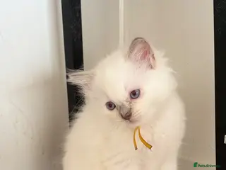 Ragdoll cats Ready now 2 stunning ragdoll kittens - Advert 18