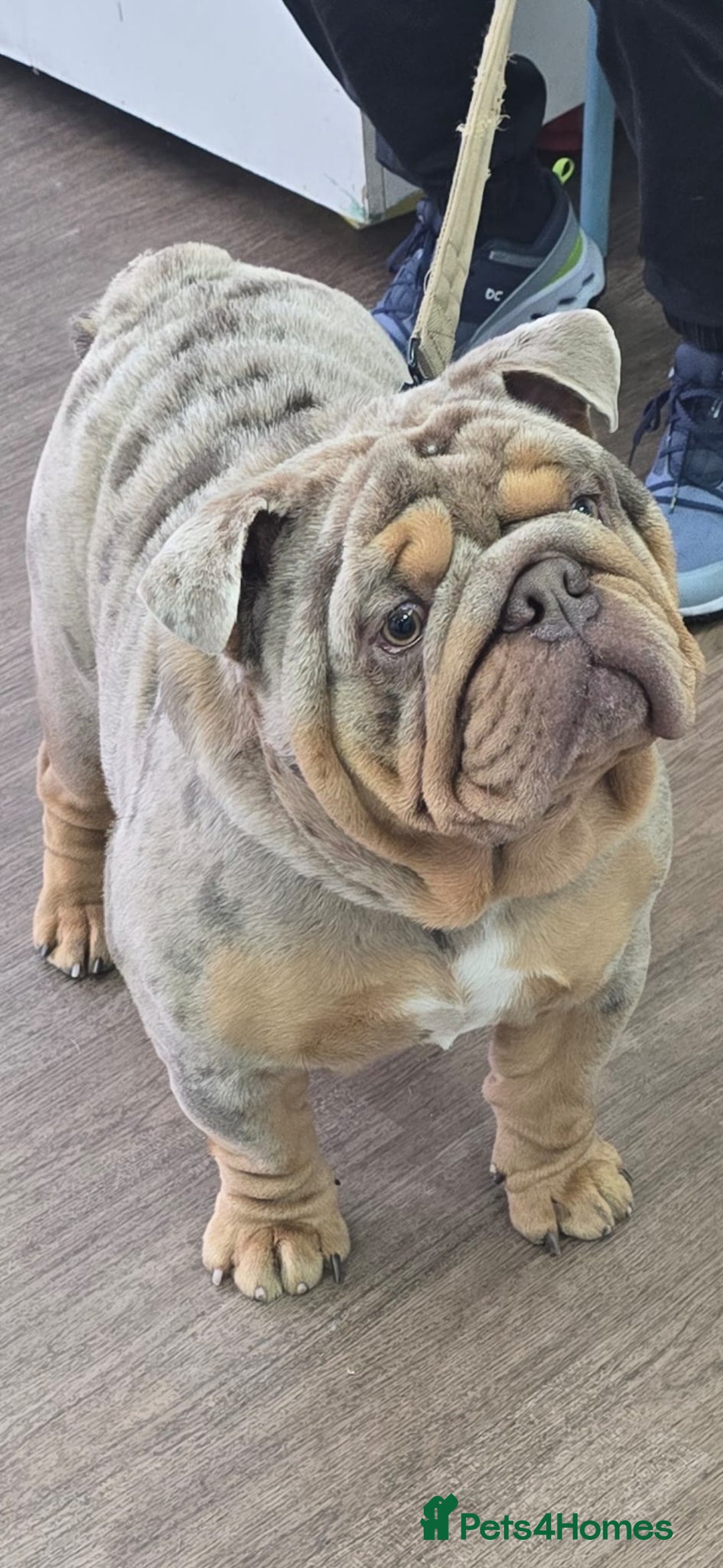 English Bulldog dogs for stud: Lilac merle English Bulldog Stud - Advert 3