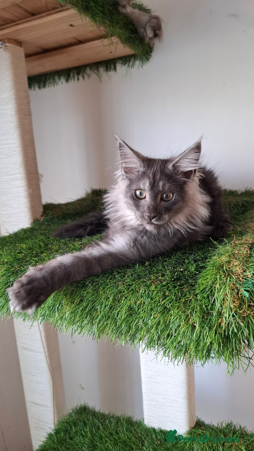 Maine Coon cats for sale: Pedigree Maine Coon kittens  - Image 26