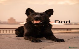 German Shepherd dogs for sale: 7 CHUNKY GERMAN SHEPHERD PUPPIES KC REGISTERED - Image 26