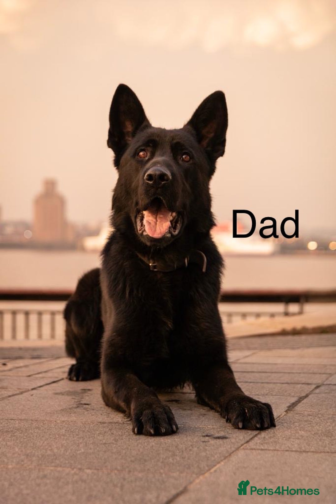 German Shepherd dogs for sale: 7 CHUNKY GERMAN SHEPHERD PUPPIES KC REGISTERED - Image 26