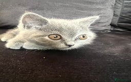 British Shorthair cats for sale: British shorthair  - Image 3