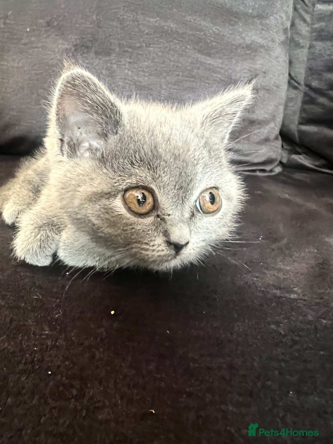 British Shorthair cats for sale: British shorthair  - Image 3