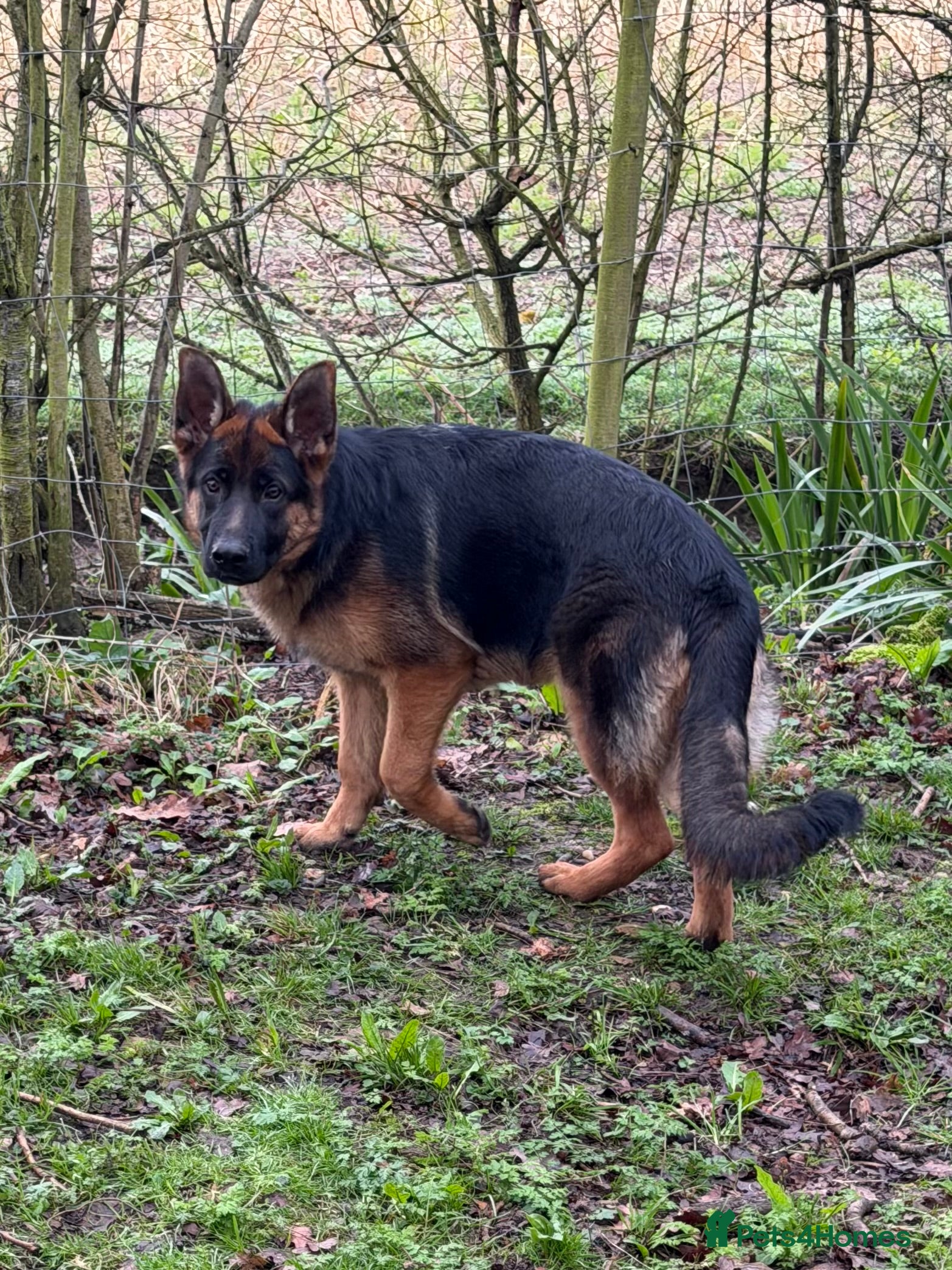 German Shepherd dogs Super 6 month old black/gold female - Advert 1