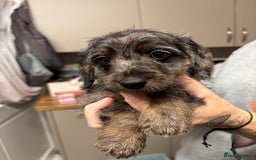 Doxiepoo dogs for sale: doxipoo puppies READY NOW - Image 11