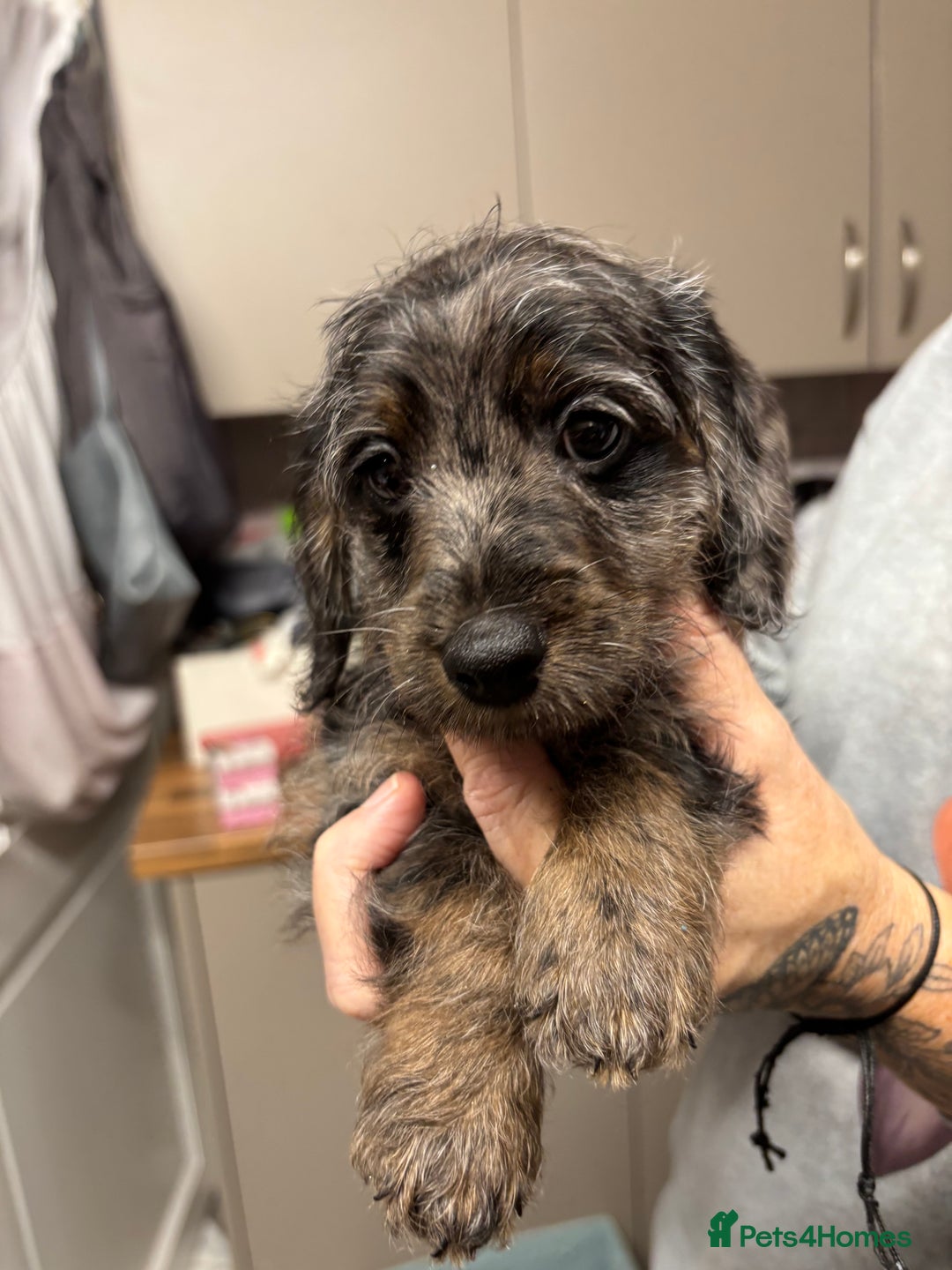 Doxiepoo dogs for sale: doxipoo puppies READY NOW - Image 11