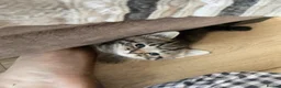 Domestic Shorthair cats for sale: 4 black 1 tabby  - Advert 8
